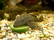 Spotted Plecostomus 
